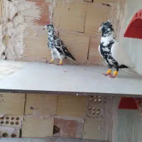 کفتر ‌پرنده.بزک‌.زاغ دم سفید