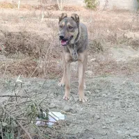 سگ باهوش|سگ|نوشین شهر, |دیوار