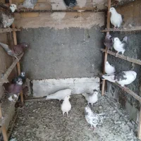 کبوتر(پرشی)کفتر