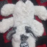 سگ پشمی|اسباب‌بازی بچه|شاهین‌شهر, اقبال لاهوری|دیوار