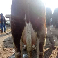 گاو سیمیتال|لوازم جانبی حیوانات|سراجو, |دیوار