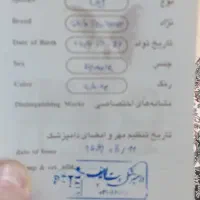 هانی خانم مهربان و تربیت شده|سگ|تهران, عباسآباد|دیوار