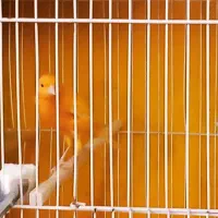 قناری دوعدد نر بخون|پرنده|فولادشهر, مسکن مهر فولادشهر|دیوار