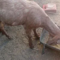 بز با دوتا بزغاله نروماده بز هم یک ماه ابست|حیوانات مزرعه|زابل, |دیوار