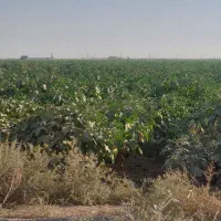 33000-متر-زمین-کشاورزی-مناسب-گلخانه-و-دامداری-و