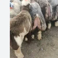 فروش گوسفند زنده کهره وبره|حیوانات مزرعه|شیراز, نصرآباد|دیوار