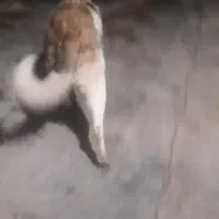 سگ پاکوتاه یک سال و نیم جوان