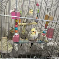 عروس هلندی