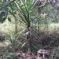 یوکا چند ساله|گل و گیاه طبیعی|رشت, حومه رشت|دیوار