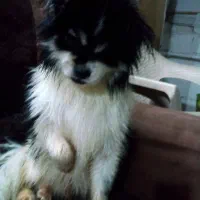 پا کوتاه فوقولاده زیبا و جوان تربیت شده