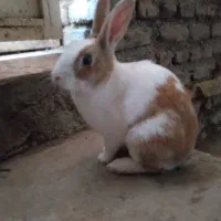 خرگوش سالم ، تخفیف دارد