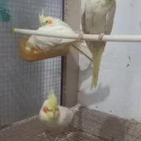 عروس هلندی بالغ فروشی