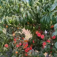 استخدام نیروی خانم در نهالستان