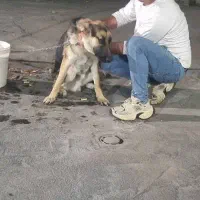 ژرمن نر یکسالونیم|سگ|سمنان, |دیوار