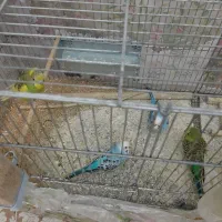 مرغ عشق|پرنده|تهران, مهرآباد جنوبی|دیوار