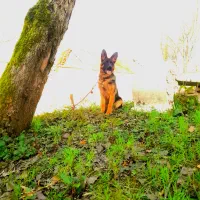 ژرمن شپرد بلک فیس ماده