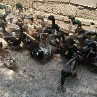 اردک کله سبز پروازی شمالی و هور العظیم|حیوانات مزرعه|اهواز, گلستان|دیوار