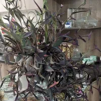 گلدان بزرگ گل برگ بیدی