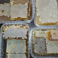 عسل|خوردنی و آشامیدنی|خلخال, |دیوار