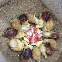 حلزون طبی آچاتینا آلبینو تراپی|خزنده|تهران, راه آهن|دیوار