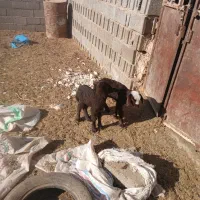 بره شیری افشاری