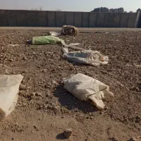 پلاستیک گلخانه