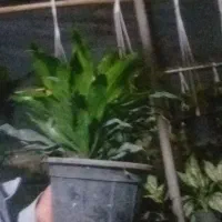 گل آپارتمانی