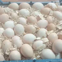 جشنواره تخم مرغ محلی