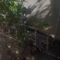 مرغ گلین درجه ۱ ومرغ وجوجع گلین