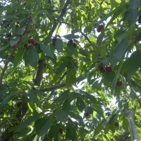 فروش-باغ1300متری-باسه-ساعت-آب3ساعت