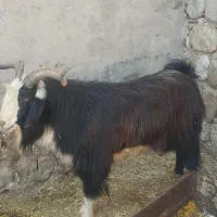 تیه دو چره|حیوانات مزرعه|اندیمشک, |دیوار