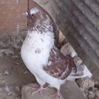 کبو تر گرگی سرکله دار|پرنده|آق قلا, |دیوار