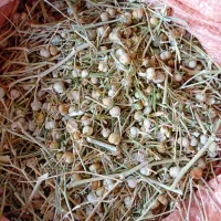 اسپند (اسفند )تازه امسال