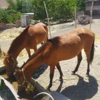 اسب مادیون آبستن بهمراه کرهی یک ساله ونیم نریون