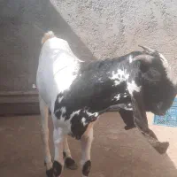 نر جوان نژاد پنج آب