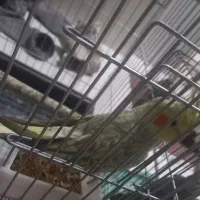 فروش۴عدد عروس هلندی|پرنده|اردکان, |دیوار