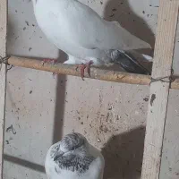 تعدادی کبوتر نر و ماده|پرنده|چالوس, |دیوار