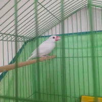 فنچ نرگسی نر بخون