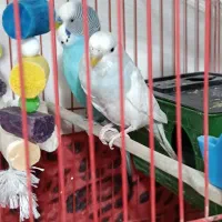 مرغ عشق|پرنده|سرپل ذهاب, |دیوار