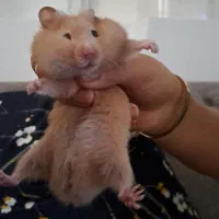 فروش 2عدد همستر نسکافه ای|موش و خرگوش|لنگرود, |دیوار