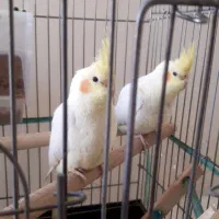 دوعدد عروس هلندی کاملا دستی