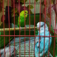 مرغ عشق واگذاری|پرنده|رشت, حمیدیان|دیوار