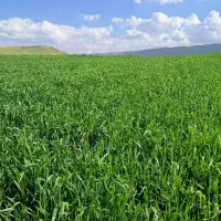 فروش زمین کشاورزی در شباب بمتراژ ۳ هزار و ۶۷۰ متر