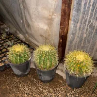 خانه گل و گیاه آنلاین زرند|گل و گیاه طبیعی|زرند, |دیوار