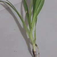 قلمه گل|گل و گیاه طبیعی|نیشابور, گنبد سبز|دیوار