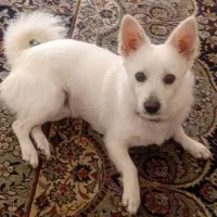 آشپیتز روباهی