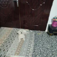 واگذاری سگ پاپی