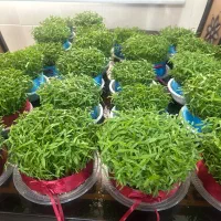 فروش انواع ماهی و سبزه