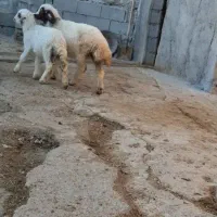 بره نر ماده