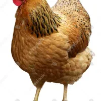 کد یومورتاسی الیرام